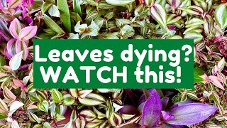 Why The Leaves On Your Tradescantia Are Dying  Tradescantia Care Guide [upl. by Komarek788]