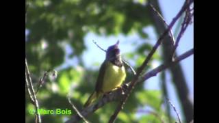 Paruline tristeMourning Warbler [upl. by Attenohs584]