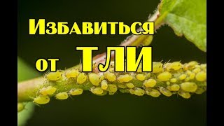 Как избавиться от тли на смородине [upl. by Afatsom392]