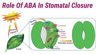 Role Of Abscisic Acid In Stomatal Closure  Lec 69  Plant Physiology [upl. by Eilyac]