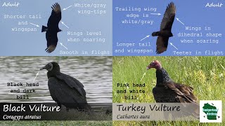 ID Tips Black Vulture vs Turkey Vulture [upl. by Lonyer]