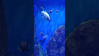 PolkaDot Cardinalfishshorts shortsvideo fish [upl. by Leerzej]