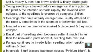 Lecture 13  Disease Ccaused By Oomycetes  Dr Rana Samara [upl. by Etrem303]