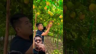 fruit fruiting satisfying passionfruit durian food farm beautiful biduancantik [upl. by Pablo53]