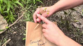 How to harvest Groundsel or Ragwort Packera seeds [upl. by Nickolas842]