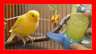 ✅ ¿CUÁNDO DAR VITAMINAS a los PAJAROS 100🐤 Vitaminas para Pajaros Canarios Jilgueros Periquitos [upl. by Annej]