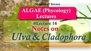 Lecture 14  Ulva and Cladophora Life Cycle Chlorophyceae  Algae Lecture Notes [upl. by Yenmor]