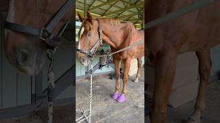 Stupid footsies Now he’s having trouble with his good hoof 😱 pray for Jeezy [upl. by Darreg]