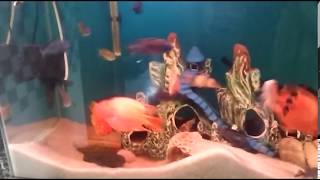 Blood parrot cichlid kissing or fighting [upl. by Eugirne]