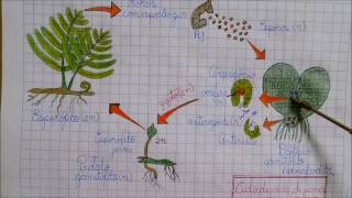 REPRODUÇÃO DAS PTERIDÓFITAS PLANTAS  Angelo Vieira [upl. by Kahcztiy]