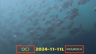 20241111L OCJ BUCEO EN PLAYA DE MOURISCA BELUSO BUEU [upl. by Anitsirhcairam463]