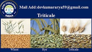 Triticale ट्रिटिकेल  Triticale in Hindi  cross between Rye amp Wheat  गैहू एवं राई का क्रॉस [upl. by Lucila]