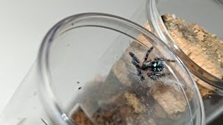 Rehousing my Typhochlaena seladonia brazilian jewel tarantula sling [upl. by Lavona]