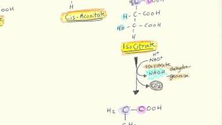 The Krebs Cycle with Enzymes Substrates Reactants and Products Video [upl. by Sirtimed]