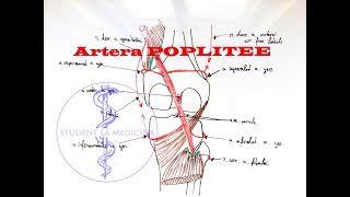 Artera Poplitee [upl. by Je]