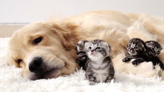 Dog Raised Foster Kitten Grows Up Believing Hes a Big Dog  Day 1  Day 60 [upl. by Leach]