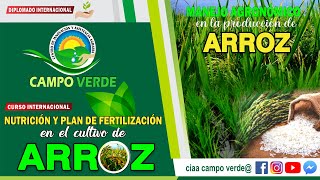 ✅NUTRICIÓN Y PLAN DE FERTILIZACIÓN EN EL CULTIVO DE ARROZ [upl. by Shifrah]