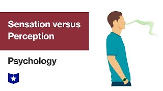 Sensation versus Perception  Psychology [upl. by Navinod747]