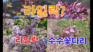 라일락 개회나무 수수꽃다리 등의 Syringa속 향기나는 나무들 중에서 라일락과 수수꽃다리 미스킴라일락이 보이네요 [upl. by Boyt162]