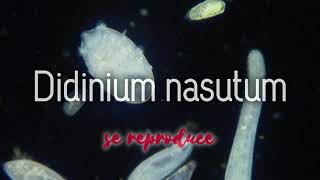 Didinium nasutum Reino Chromista Phylum Ciliophora  Individuo en Bipartición [upl. by Arsuy]