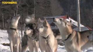 TodtmoosSchwarzwald SchlittenhundeTraining [upl. by Sucerdor]