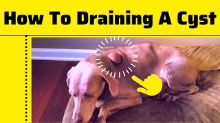 How To Draining And Remove a Cyst On a Dogs By a Nurse Practitioner 2023 [upl. by Jennings]