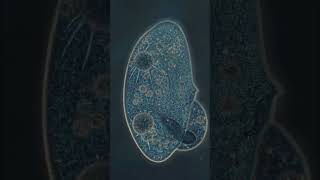 Beautiful cell death cancer immunity microscope bacteria interesting facts biology science [upl. by Aiekram]