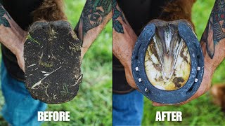 Farrier Full Hoof Restoration  Satisfying ASMR [upl. by Ahseal]