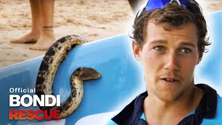 Bondi Lifeguards save a deadly sea snake [upl. by Efeek]