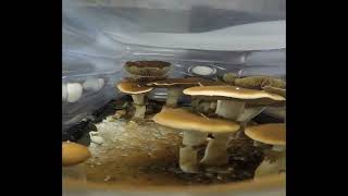 Mushroom Growth TimeLapse Watch Mushrooms Grow at Lightning Speed [upl. by Bowerman]