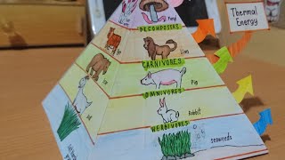 3d 🌱Ecologicalenergy Pyramid idea Science project🔬 [upl. by Reynard]