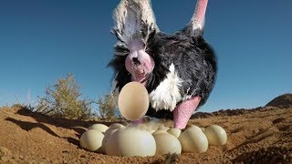 Ostrich Laying Eggs And Cute Ostrich Egg Hatching In The Wild [upl. by Aldwin]