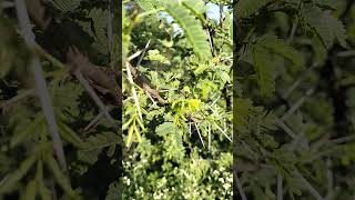 Its Acacia nilotica Babool🌿🌿🎋🎋🌳🌳 nature farming trees Babool Acacia nilotica greenery [upl. by Cannon]