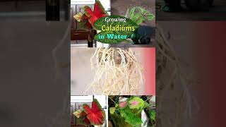 Growing caladium in water [upl. by Icram]