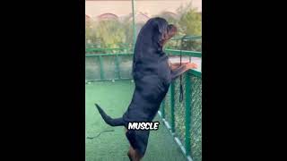 Rottweiler Facts [upl. by Costin]