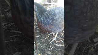 Gallina patas chorreadas Buenos días ranchers 🤠 gallinas chicken [upl. by Ancelin]