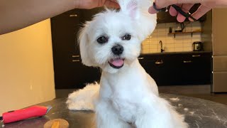 HOW TO GROOM A MALTESE DOG AT HOME 💈 [upl. by Aninep504]