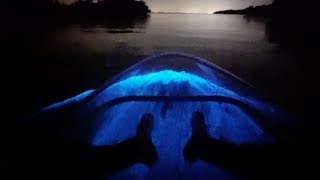 Rare Bioluminescent Kayaking [upl. by Yntruoc]