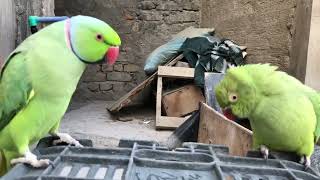 when do ringneck parrots get their ring viral [upl. by Hattie]