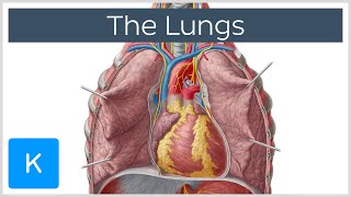 Atelectasis Left Upper Lobe Explanation of Chest Xray Findings [upl. by Uhej82]