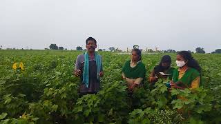 Mechanization development and implementation of NIQO Sprayer in cotton field insecticide spray [upl. by Cathrine]