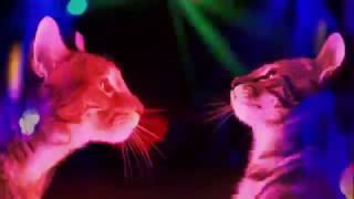 GATOS DE FIESTA BAILANDO EN DISCOTECA COMPLETO MIAU 2017 [upl. by Ihel]