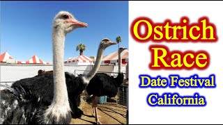 Funny Ostrich Race in Date Festival California [upl. by Kcirrad]