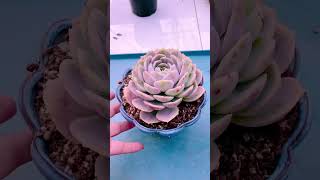 Replant succulents in new pot shortvideo succulent indoorgardening nature plants houseplants [upl. by Emmalynne322]