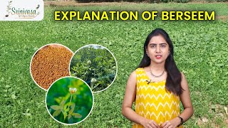 Explanation Of Berseem  Thanneu Suresh  Srinivasa Agro Seeds [upl. by Aiuqet]