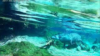 Snorkeling with Tapir in Brazil [upl. by Aropizt]