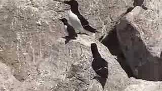 Razorbill Father Leads Chick to Sea from Projectpuffinorg [upl. by Ulrick805]