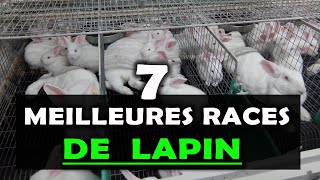 ELEVAGE DE LAPIN Voici les 7 Meilleures races à élever en Afrique Cuniculture [upl. by Clower]