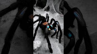 Electric blue tarantula Chilobrachys natanicharum feeding spider tarantulafeeding tarantula [upl. by Aikmat]