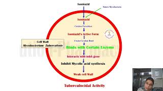 Drugs acting on anti tubercular agents PharmacologyIII UnitIII [upl. by Asilim474]